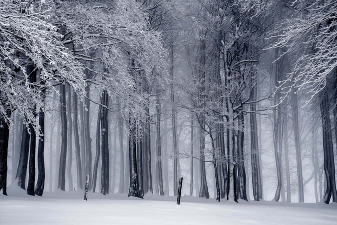 Snowy forest (What is snowflake? blog)